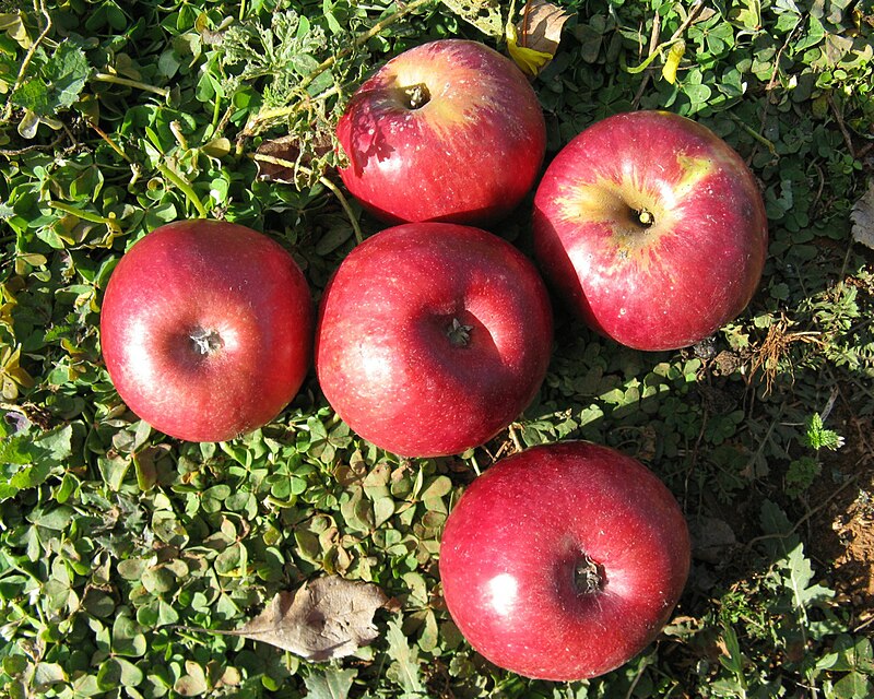 Red Delicious - Wikipedia