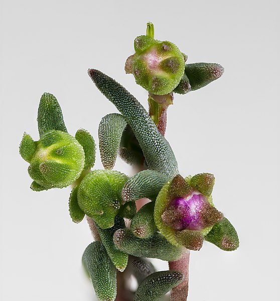 File:(MHNT) Delosperma cooperi - Flower buds.jpg