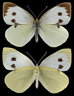 ♀ Зелева пеперуда