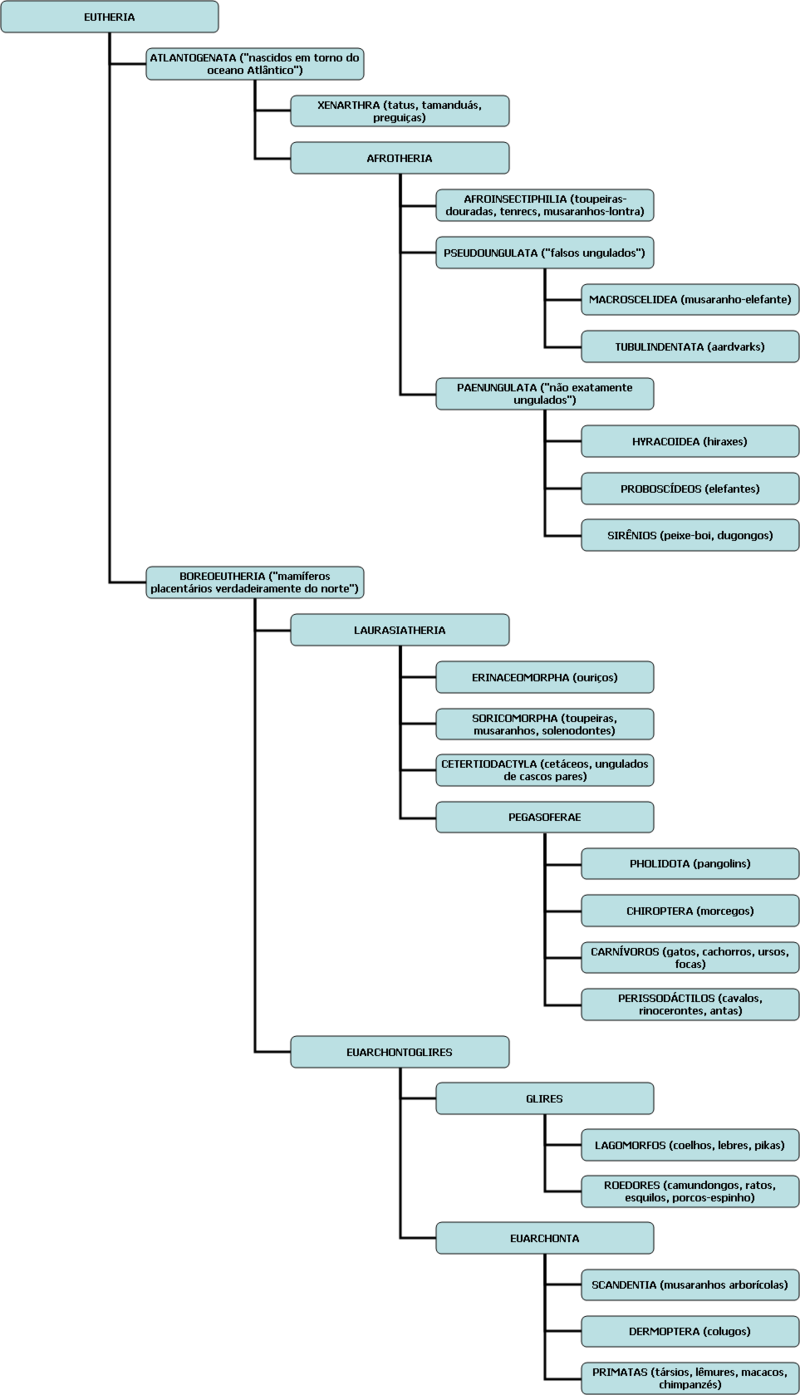 Árvore genealógica simplificada dos mamíferos placentários baseada na filogenética molecular.PNG