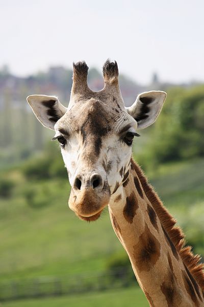 File:Žirafa Rothschildova 9048.jpg