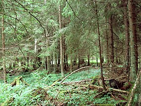 Лес в окрестностях Овиши - panoramio (1).jpg