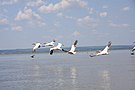 Пелікани takeoff.jpg