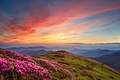 * Nomination Rhododendron myrtifolium in Carpathian National Nature Park. By User:Пивовар Павло --Anntinomy 12:20, 8 January 2020 (UTC) * Promotion  Support - Lovely, though small. I assume there's no bigger version, but if there is, it should be uploaded. I think a category of sunsets should be added. -- Ikan Kekek 09:47, 9 January 2020 (UTC)