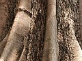 Corteza de Parkia timoriana