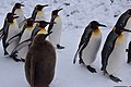 2019年12月28日に行われたペンギンのお散歩