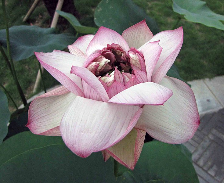 File:蓮花-英華 Nelumbo nucifera -深圳洪湖公園 Shenzhen Honghu Park, China- (12360379244).jpg