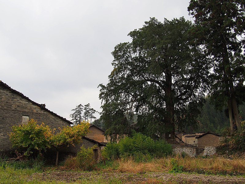 File:黄岭村大红豆杉 - Big Chinese Yew in Huangling Village - 2014.11 - panoramio.jpg