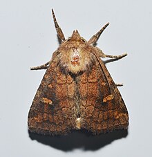 Eine Motte mit gefalteten Flügeln. Es ist hellbraun in der Nähe des Kopfes und wird weiter außen an den Flügeln dunkler. Es gibt Muster auf den Flügeln und fünf seiner Beine sind sichtbar.