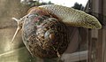 -2021-07-08 A Garden snail (Helix aspersa), Trimingham, Norfolk (2).JPG