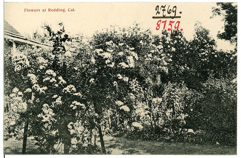 File:08159-Redding, Cal.-1906-Flowers-Brück & Sohn Kunstverlag.jpg