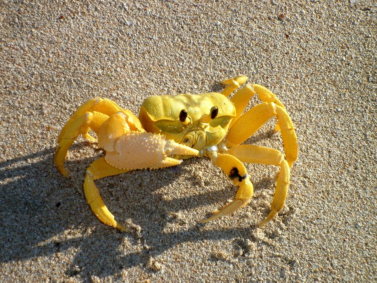 crabby Avatar