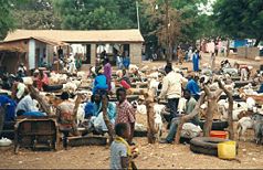 Abuko cattle market