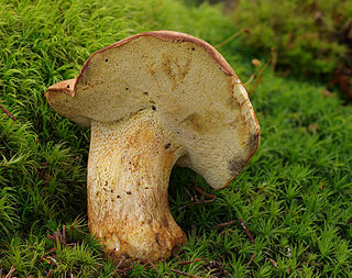 <i>Butyriboletus subappendiculatus</i> Species of fungus