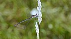 ♀ Chalcolestes viridis