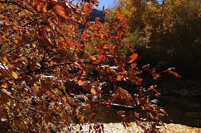 File:2013-10-15 13 35 39 Dogwoods along Lamoille Creek at Power House Picnic Site in Lamoille Canyon, Nevada.jpg