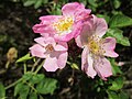 Rosa canina (Hunds-Rose)