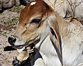 Cattle at Sukhothai historical park