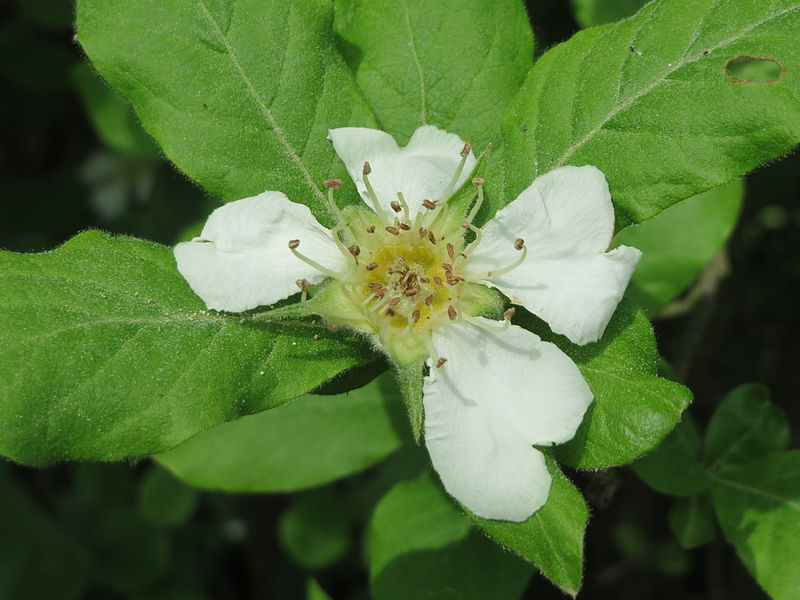 File:20150511Crataegus germanica5.jpg