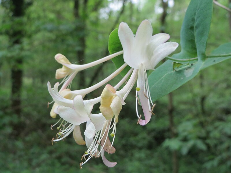 File:20150511Lonicera caprifolium1.jpg