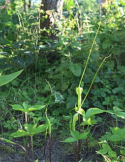 <i>Pinellia tripartita</i> species of plant