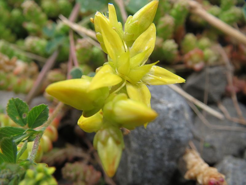 File:20160531Sedum acre.jpg