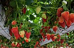 Vorschaubild für Gartenerdbeere