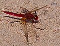 Feuerlibelle - Crocothemis erythraea, Männchen