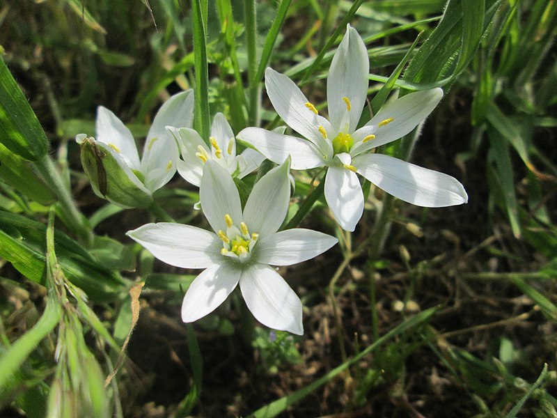 File:20190507Ornithogalum umbellatum3.jpg