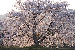 Sakura (cerezo) - Wikipedia, la enciclopedia libre