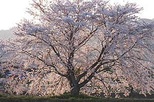 篠山川堤防の桜（ソメイヨシノ）