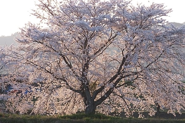 Prunus × yedoensis