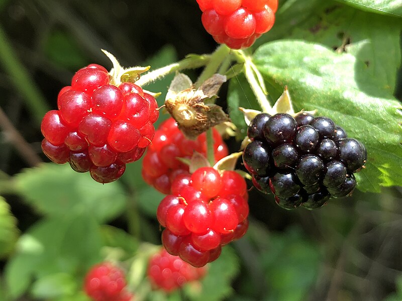 File:2021-07-10 12 17 12 Ripening blackberries along a walking path in the Franklin Farm section of Oak Hill, Fairfax County, Virginia.jpg