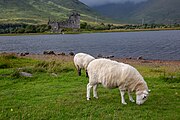 Sheep in front of Kilchurn Castle in Scotland, as viewed from a near layby.