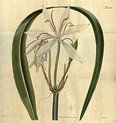 Crinum arenarium