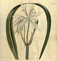 2355 Crinum arenarium.jpg