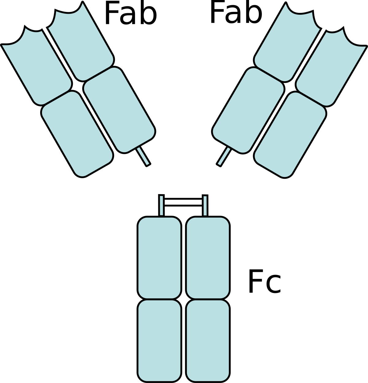 immunglobulin a féreg antigénekre