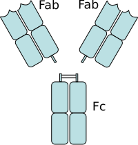 An antibody digested by papain yields three fragments, two Fab fragments and one Fc fragment 2fab fc.svg