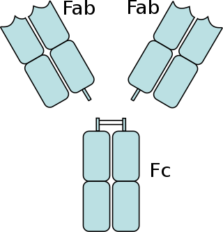 <span class="mw-page-title-main">Fragment crystallizable region</span> Tail region of an antibody