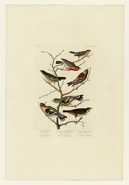 File:424 I. Lazuli Finch - 2. Crimson-necked Bull-Finch - 3. Gray-crowned Linnet - 4. Cow-pen Bird - 5. Evening Grosbeak - 6. Brown Longspur.jpg