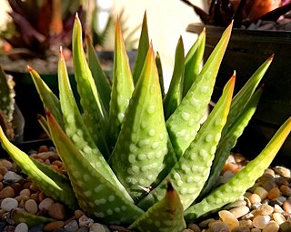 <i>Tulista kingiana</i> Species of succulent plant from the Western Cape, South Africa