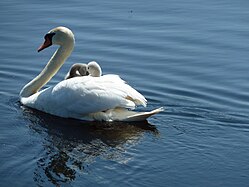 Cygnus olor of Naturschutzgebiet Federsee