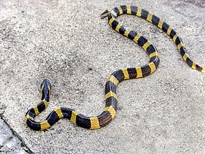 AB 054 Banded Krait.JPG