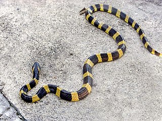 Banded krait species of south Asian elapid snake