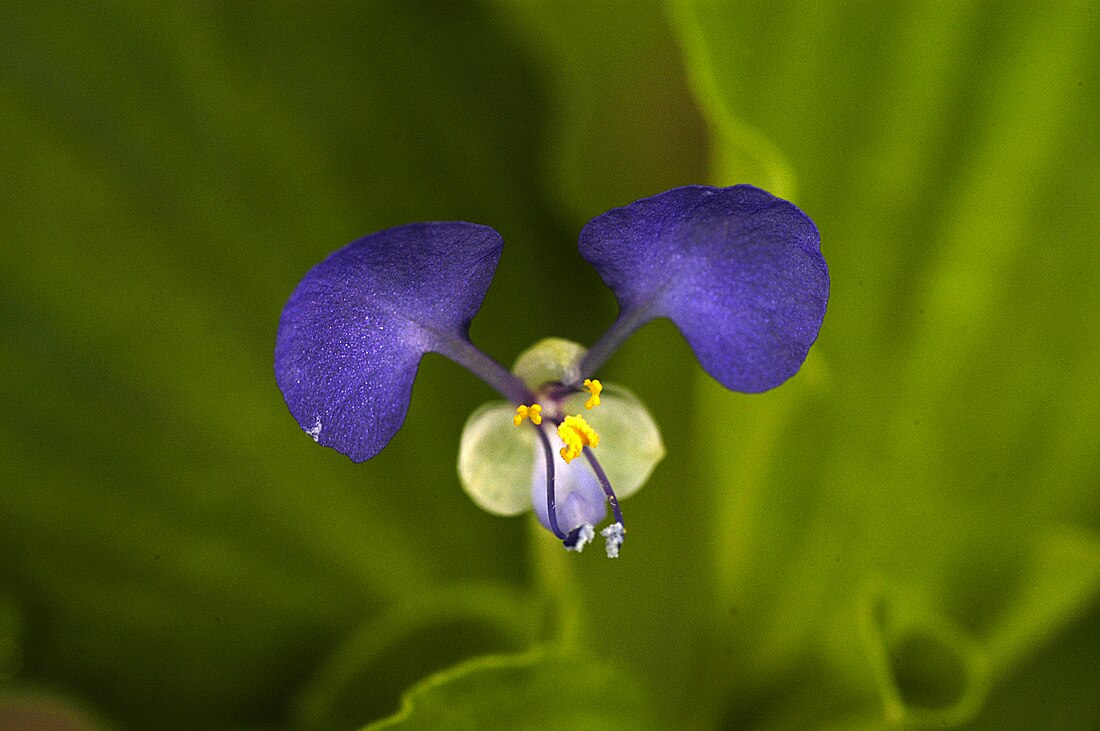 Commelina benghalensis