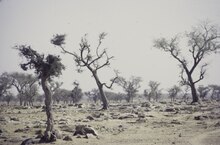 Landscape of Mopti Region, Mali, in 1972, a period of severe Sahel drought ASC Leiden - F. van der Kraaij Collection - 04 - 026 - Arbres secs epars, un paysage sahelien - Region de Mopti, Mali - 1972.tiff
