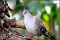 AUSTRALIAN CRESTED PIGEON (8551132053).jpg