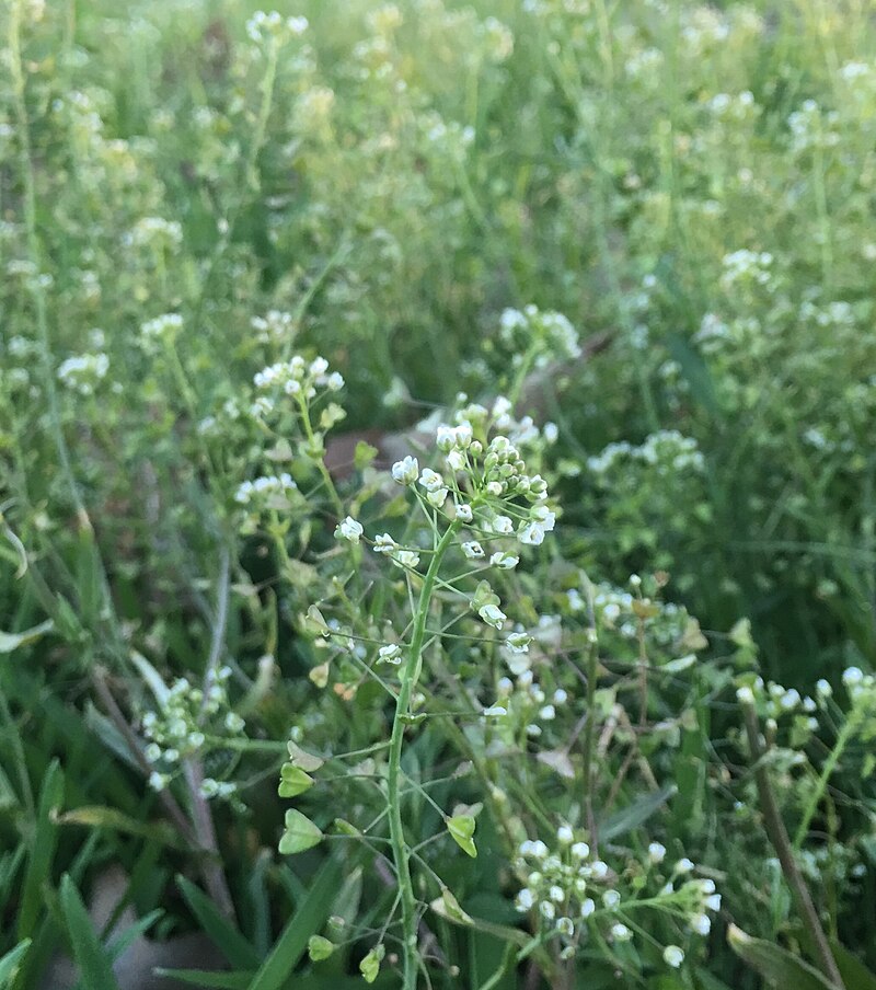 Shepherd`s Purse Capsella Bursa-pastoris is a Small Annual and Ruderal Flowering  Plant in the Mustard Family Brassicaceae. Stock Photo - Image of family,  close: 221575038