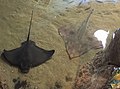 Bat Ray (Myliobatis californica) and a Big skate (Beringraja binoculata) in the Aquarium of the Bay both found in subtidal areas of the bay47