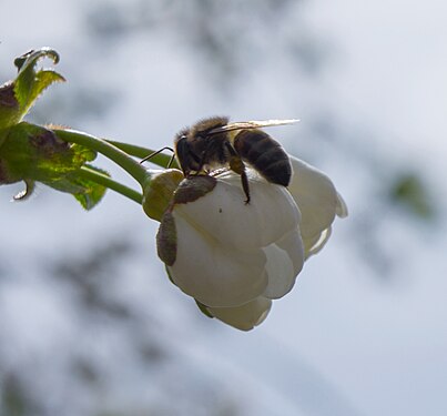 A bee on the flower